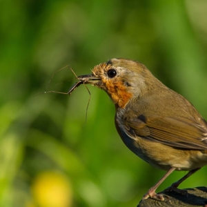 Redwell   August 2016   D3s (5 Of 69).jpg